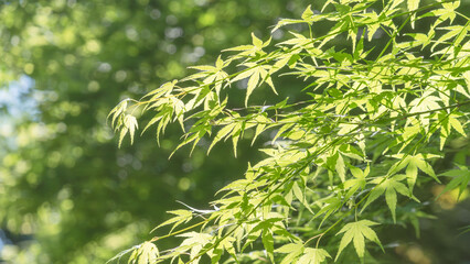 春の森　木の葉が輝く84