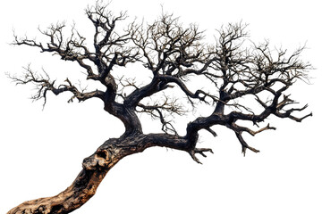 Twisted Tree with Gnarled Branches and Sparse Foliage in Detail