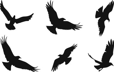 A Set of Eagles Flying in Different Positions