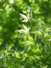 春の森　木の葉が輝く98