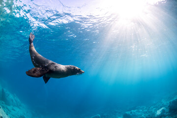 A seal twirls playfully in the crystal-clear water, Australia.