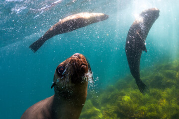 A seal twirls playfully in the crystal-clear water, Australia.