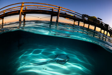 Over-under shot of a stingray gliding over the sandy seabed beneath clear turquoise waters at Lady Elliot Island, Australia.