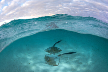 Over-under shot of a stingray gliding over the sandy seabed beneath clear turquoise waters at Lady Elliot Island, Australia.