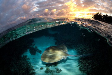 Over-under shot of a stingray gliding over the sandy seabed beneath clear turquoise waters at Lady Elliot Island, Australia.