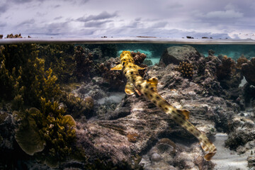 A small epaulette shark rests among the coral flats in the shallow waters of Heron Island, Australia.
