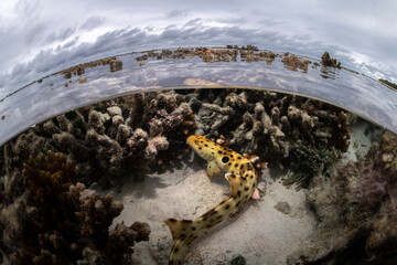 A small epaulette shark rests among the coral flats in the shallow waters of Heron Island, Australia.