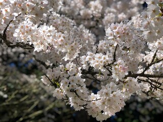Fototapeta premium Japanese Cherry Blossoms Tree Pink White