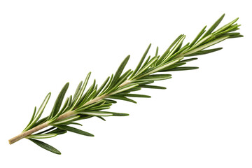 Fototapeta premium Fresh Rosemary Sprig Vibrant Green Herb Culinary Ingredient