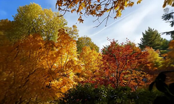 Golden Autumn Foliage Displays Vibrant Yellow Red Leaves Under a Blue Sky Creating Warm Colorful Seasonal Landscape
