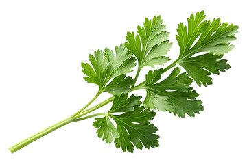 Fototapeta premium Fresh vibrant parsley sprig perfect for culinary or herbal uses