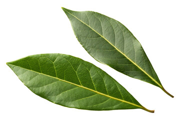 Vibrant green bay leaves isolated on black showcasing their rich texture and detail Aromatic herb