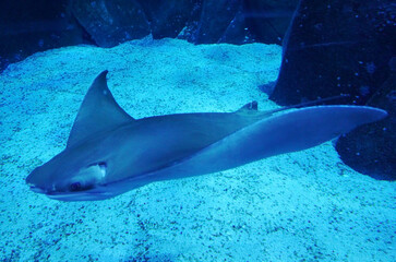 Obraz premium Cownose Ray (Rhinoptera bonasus) in aquarium.