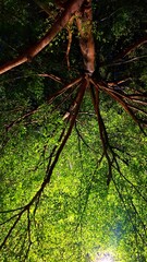 night sky with trees in a garden area and tropical tree leaves at night on a dark background. trees...