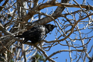 Happy crow caw cawing in his tree.