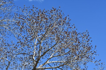 Lovely tree with even lovelier blue sky.