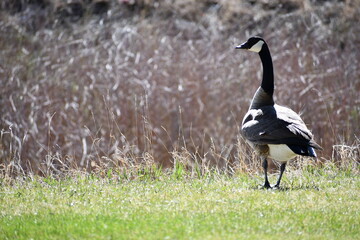 Goose chilling near the water.