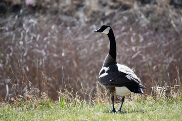 Beautiful goose enjoying the day.