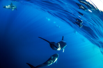Dolphins surge through the surface off the coast of Port Stephens, Australia.