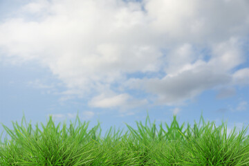 Lush green grass growing under blue sky with clouds
