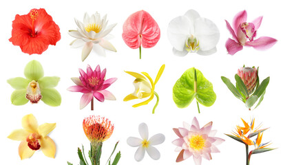 Beautiful tropical flowers isolated on white, set