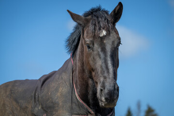 A large domestic adult black horse with pointy ears, elongated head, coarse mane, thick neck, and brown eyes. The shiny coat is covered with a warming blanket. The animal is standing outside in a pen.