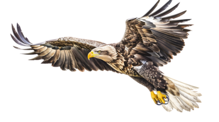 Detailed Sketch of a Majestic White-Tailed Eagle - Ideal for Educational Publications and Wildlife Blogs