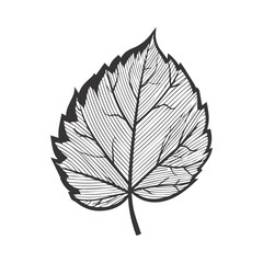 aspen leaf icon, silhouette vector illustration.