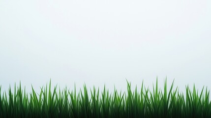 A under 200 characters: Green blades of grass standing tall against a clean, white background, symbolizing nature and freshness.