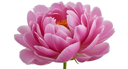 studio photograph of a blooming pink peony flower isolated on a white background, petals soft and layered, natural light diffusion revealing texture and slight translucency