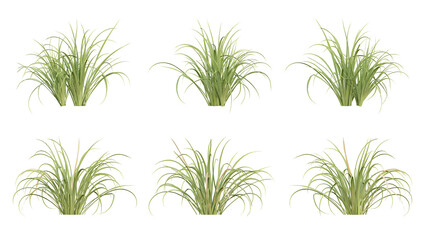 Cymbopogon citratus green plant on transparent background, 3d render illustration