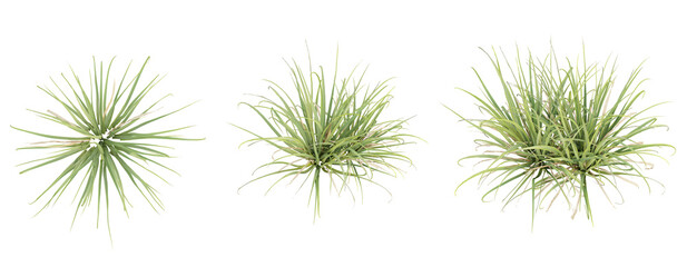 Top view of Cymbopogon citratus on transparent background, 3d plant illustration