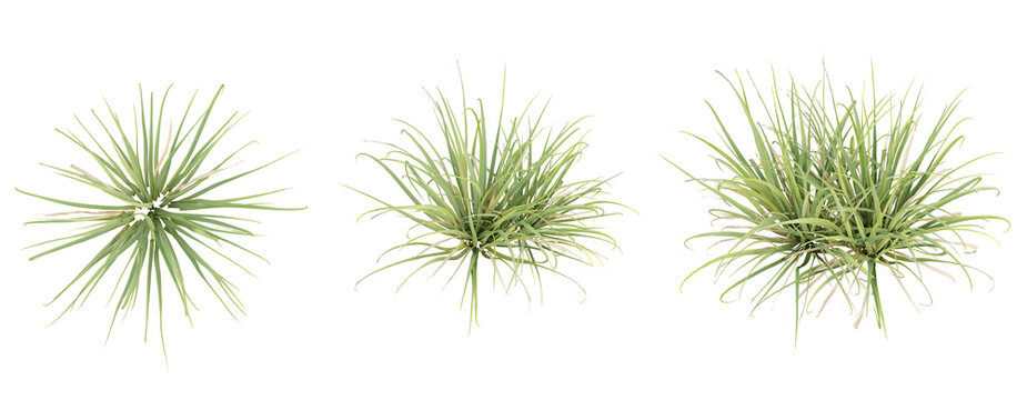 Top view of Cymbopogon citratus on transparent background, 3d plant illustration