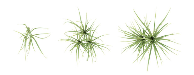 Top view of Cymbopogon citratus on transparent background, 3d plant illustration