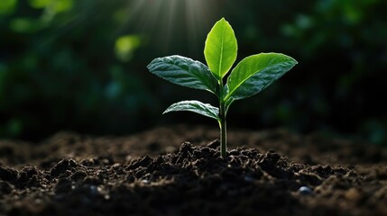 Fototapeta premium Young green seedling growing from dark fertile soil illuminated by soft sunlight in a dark forest background.