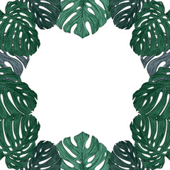 Beautiful tropical Monstera leaves with lush green tones, perfect for nature-themed designs, backgrounds, interior decor mockups, botanical illustrations, or eco-friendly branding. 