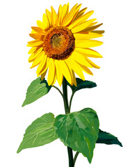 Obraz premium ひまわり（左上向き）