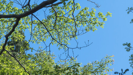 春の森の隙間から　青空を見上げる13