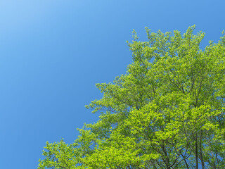 春の森の木々と雲の無い青空08
