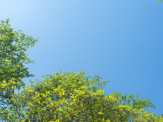 春の森の木々と雲の無い青空13