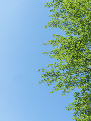 春の森の木々と雲の無い青空14