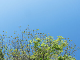 春の森の木々と雲の無い青空18