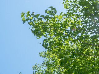 春の森の木々と雲の無い青空21