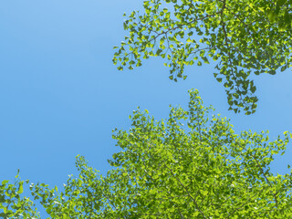 春の森の木々と雲の無い青空20