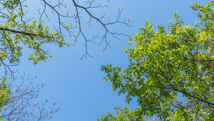 春の森の木々と雲の無い青空24