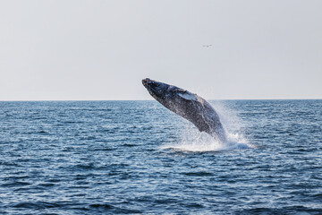 Fototapeta premium A humpback whale launches out of the water, creating a splash