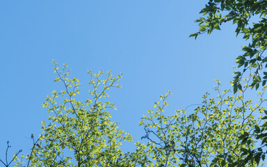 春の森の木々と雲の無い青空30