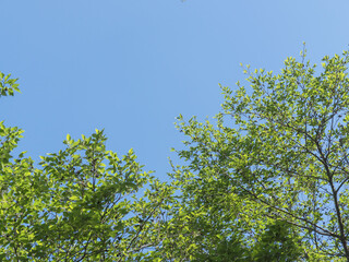 春の森の木々と雲の無い青空29