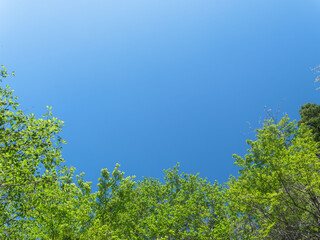 春の森の木々と雲の無い青空36