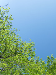 春の森の木々と雲の無い青空38